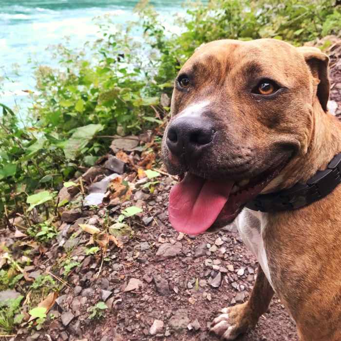 The dog very much enjoyed it. Near Niagara Scenic Parkway