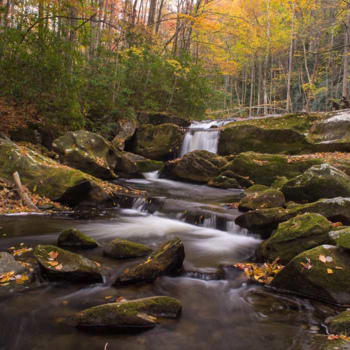 Near Middle Prong Trail Near Middle Prong Trail