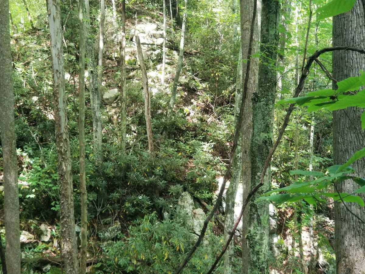 Jacobs Creek photo 4