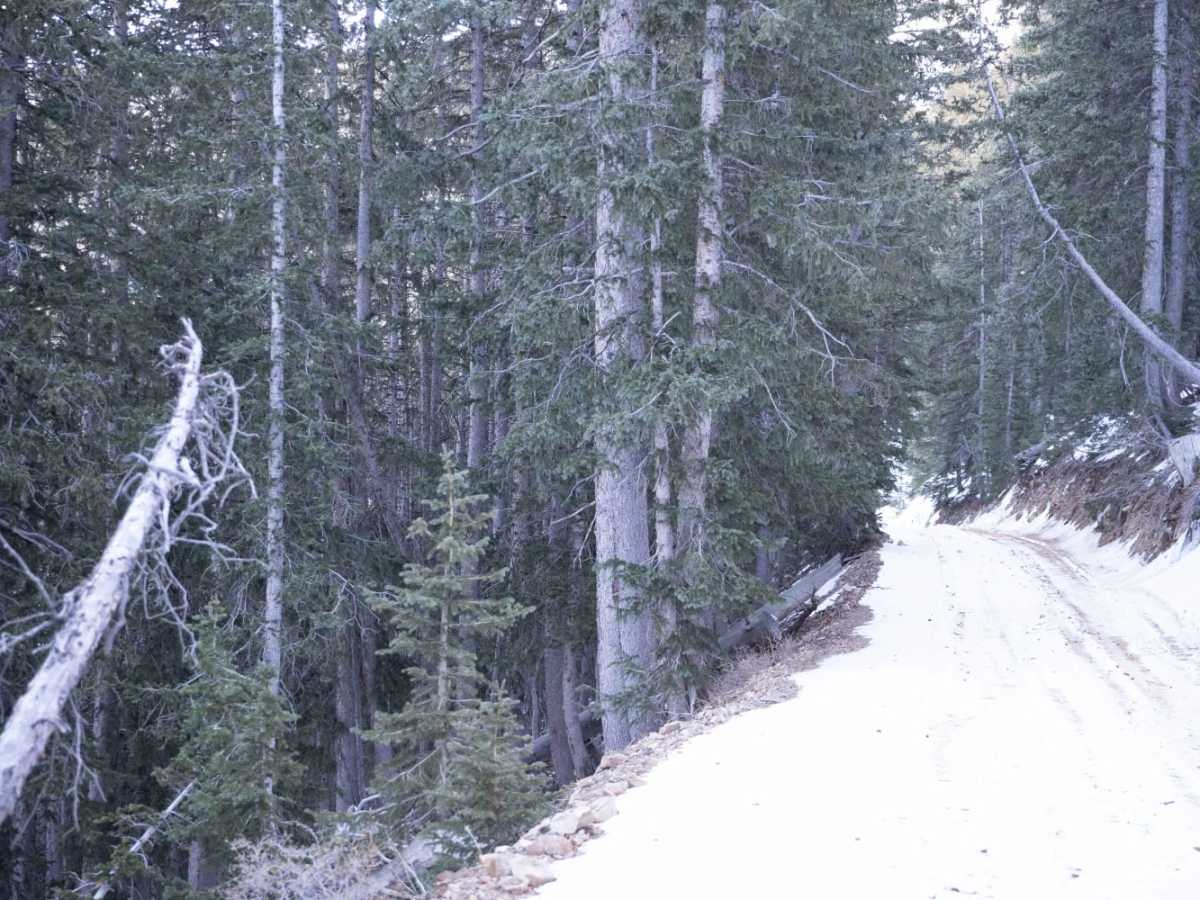 Bull Creek Pass Road photo 5