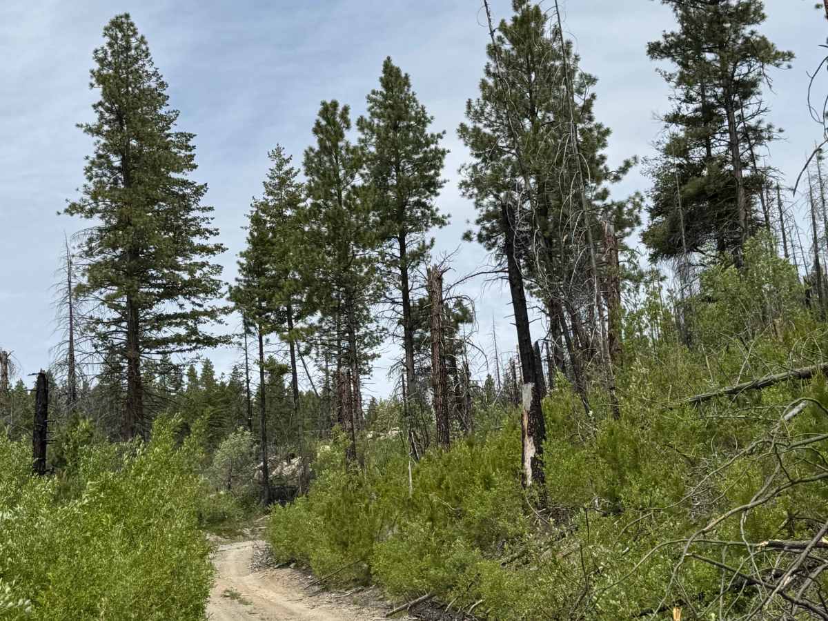 Goat Mountain Road - FS 8140-145 photo 2