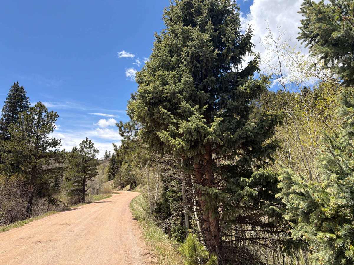Ophir Creek Road trail photo