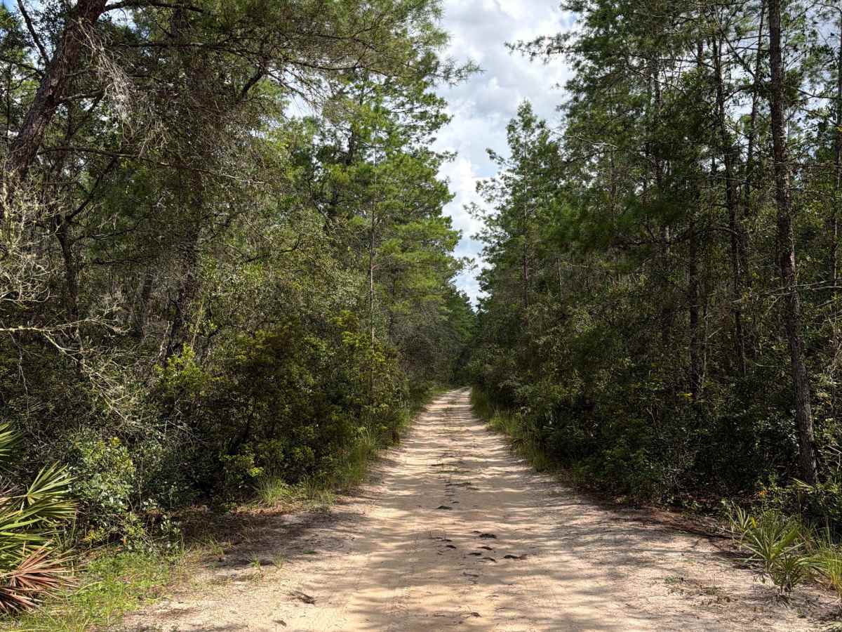 Ocala National Forest 40-22.7 trail photo