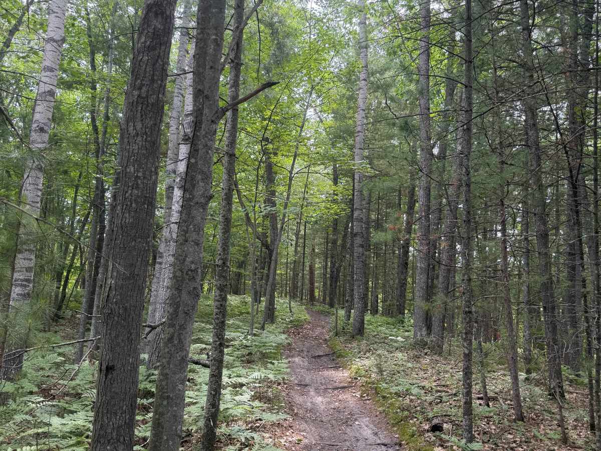 Red Bridge ORV Trail West Loop photo 3