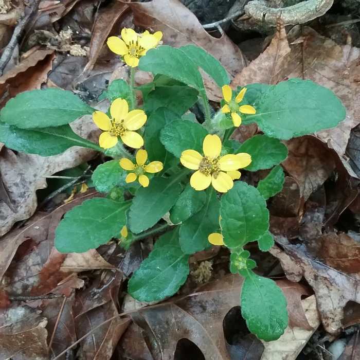 Near Swift Creek Greenway