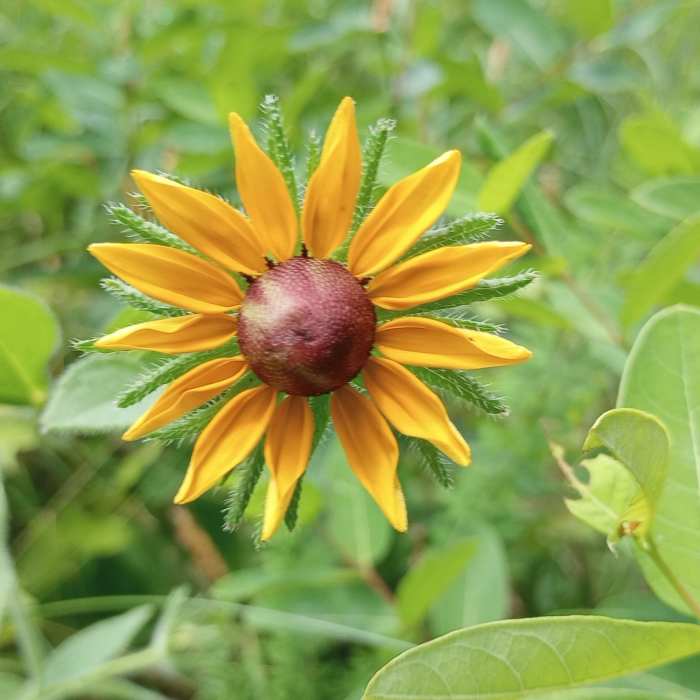 Wildflowers on the trail Near Caledon West Side to the Marsh