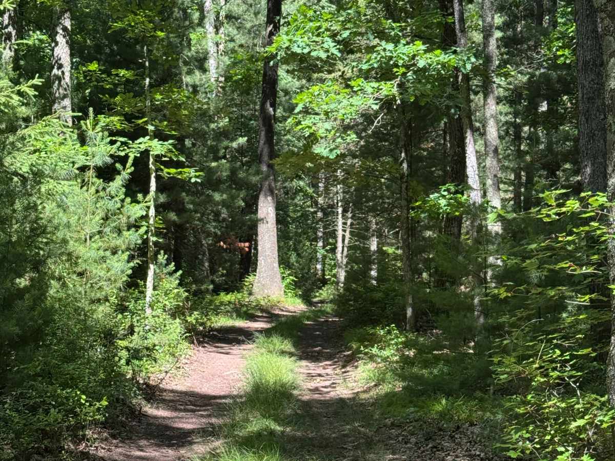 Bail-Out Trail photo 3