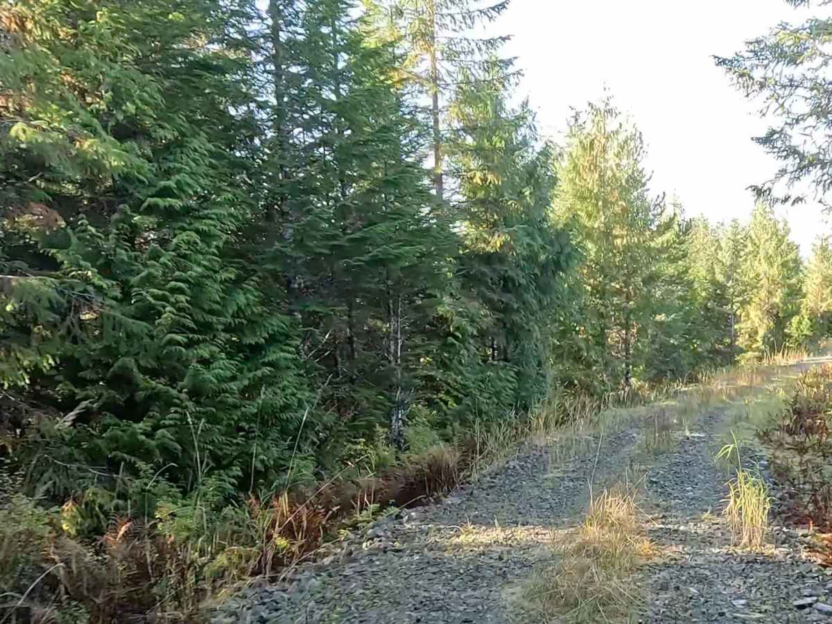 Thorne River North Flats Road - FS 3015050 photo 5