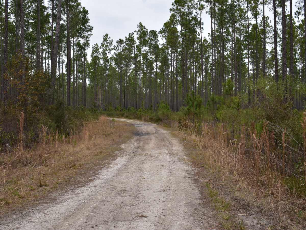 FR 278-B trail photo