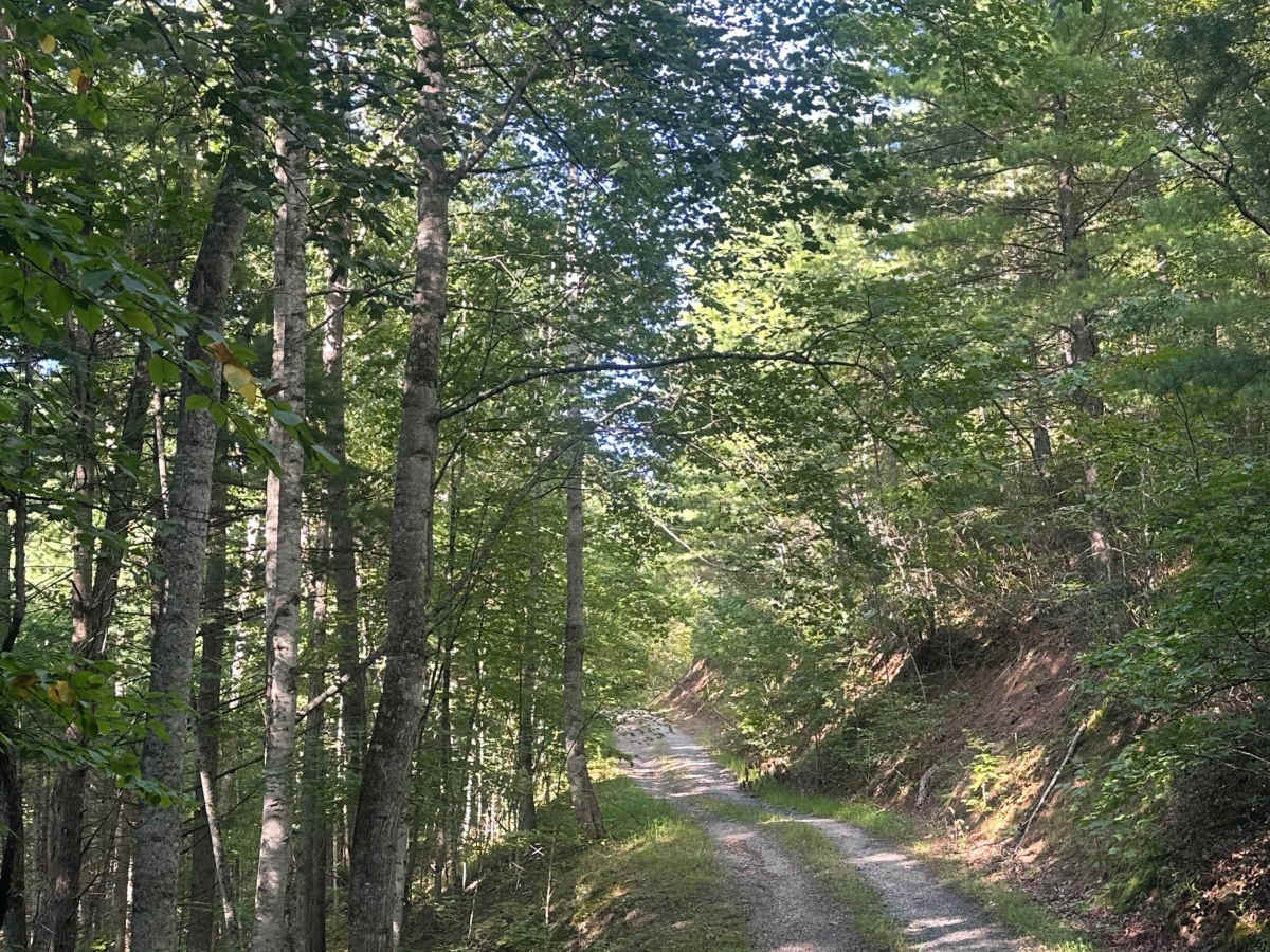 Beards Mountain  trail photo