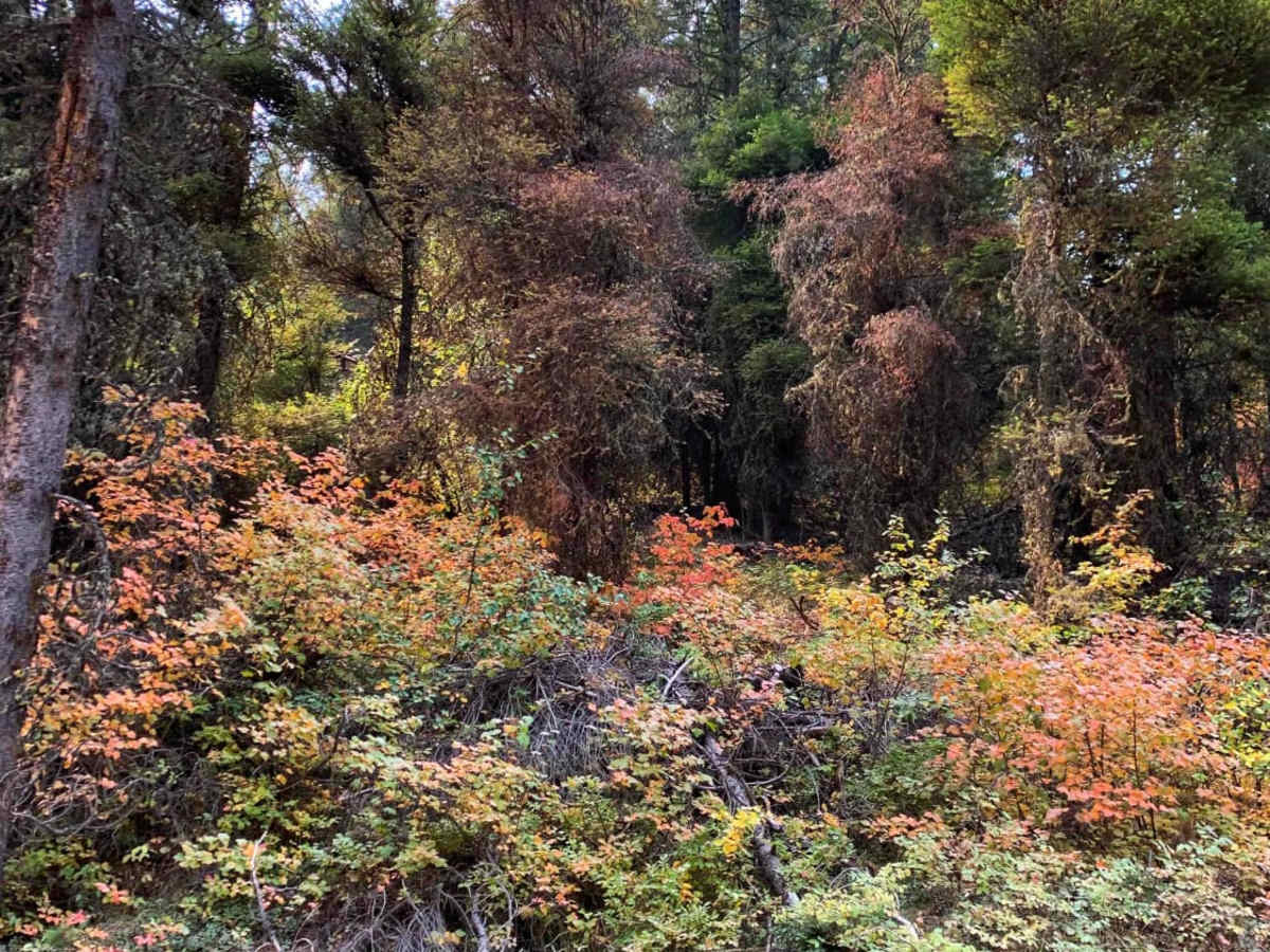 Ambrose Trail photo 5