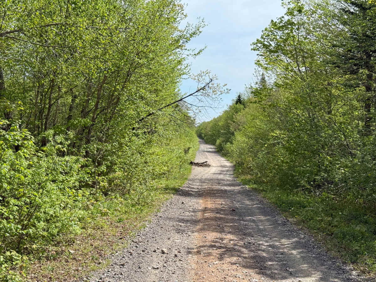 Whycocomagh Mountain Road Trail photo 6