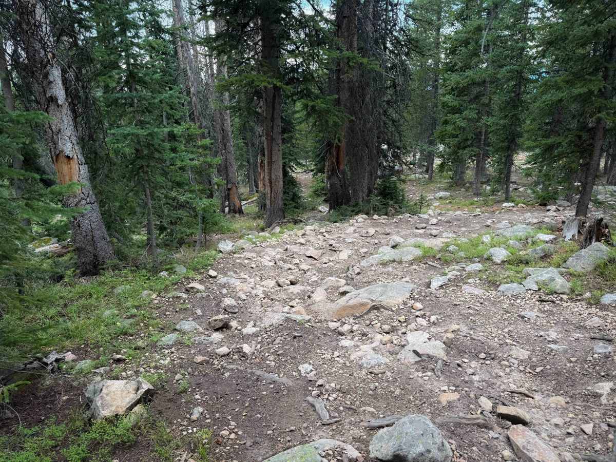 Bushwhack - FS 307  photo 4