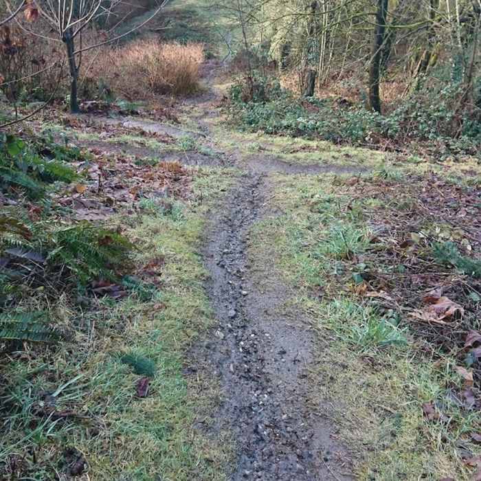 The peak of Veggie Slider Hill can occasionally be muddy. Near Tolt Pipeline Trail