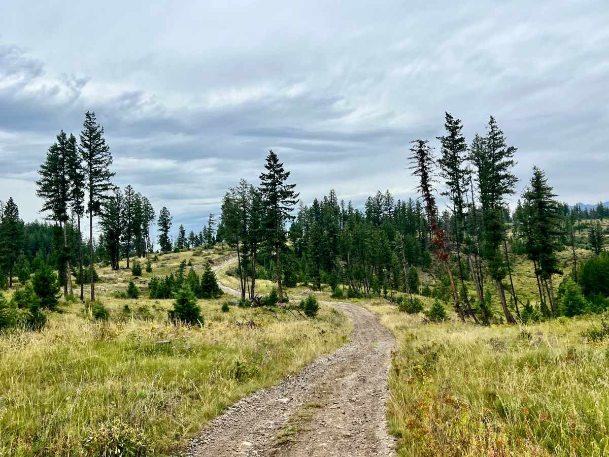 Loon Lake Meadows trail photo