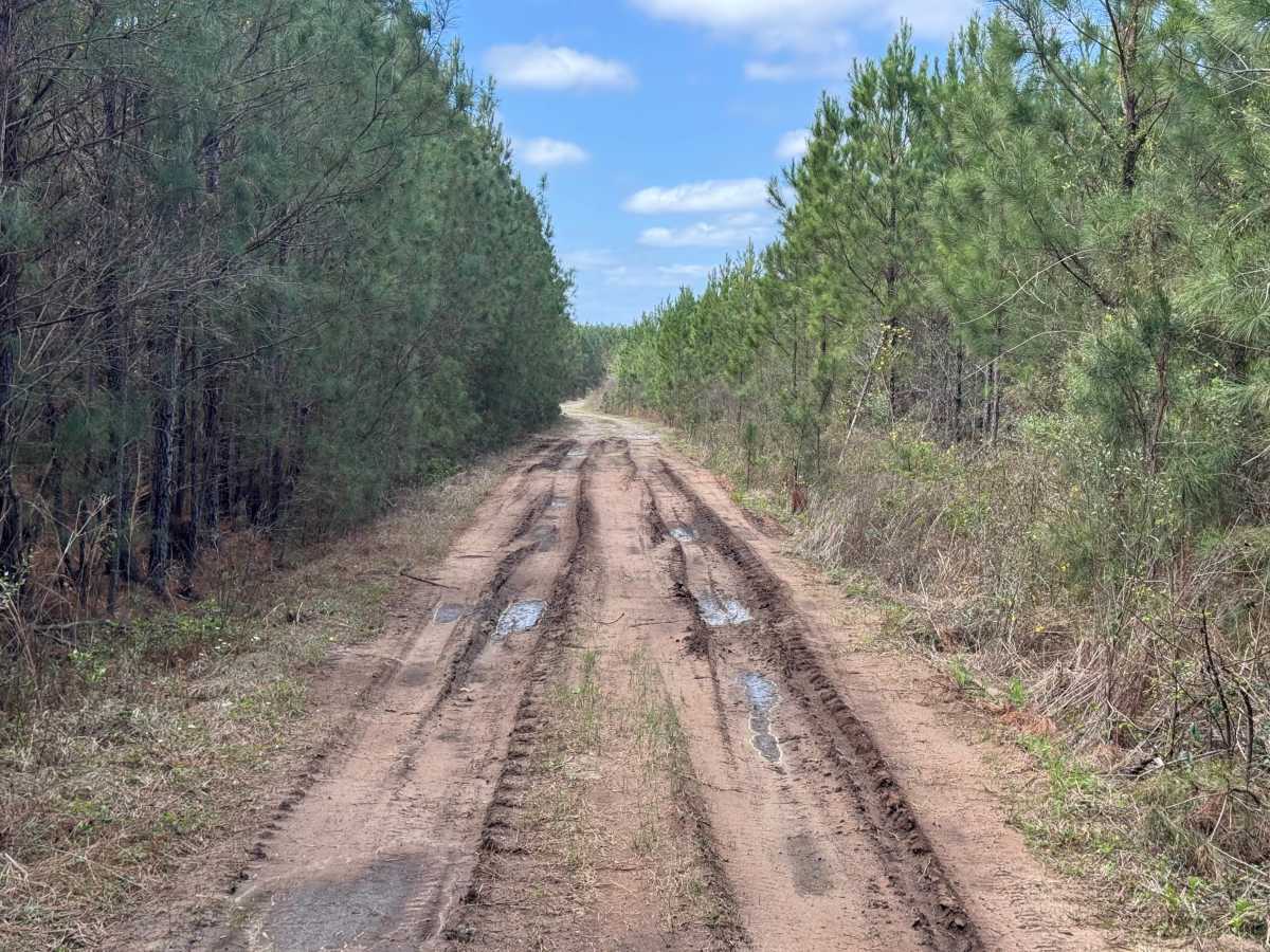 Dubignon Hammock Road photo 6