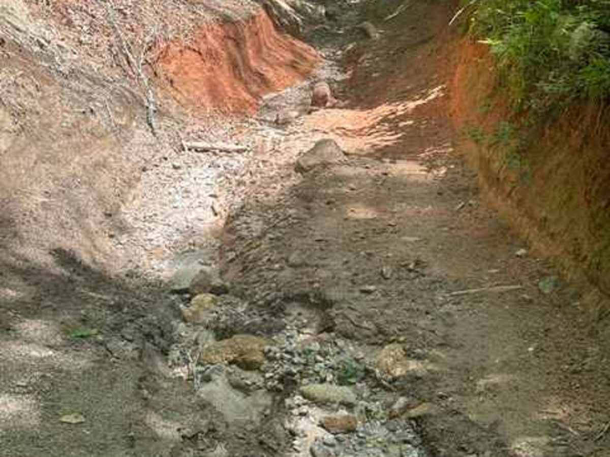 Walking Stick Road  photo 5