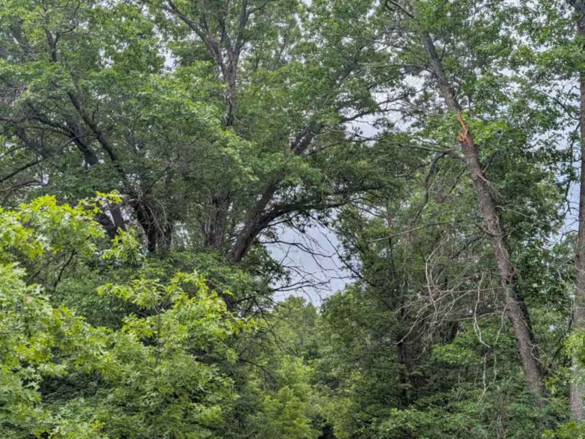 Pine Road Southeast photo 6