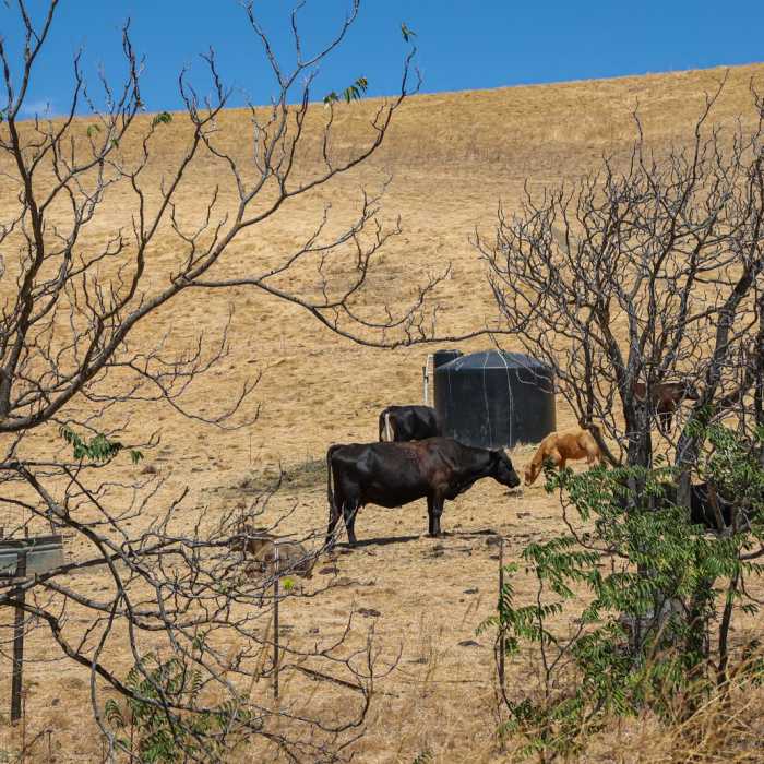 Near Laughlin Ranch Loop