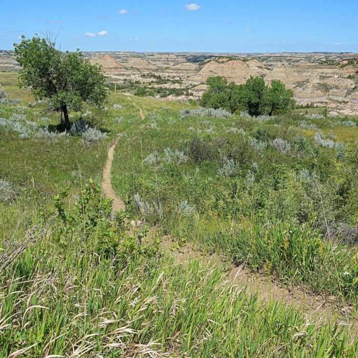 Near Painted Canyon Visitor Center Trails