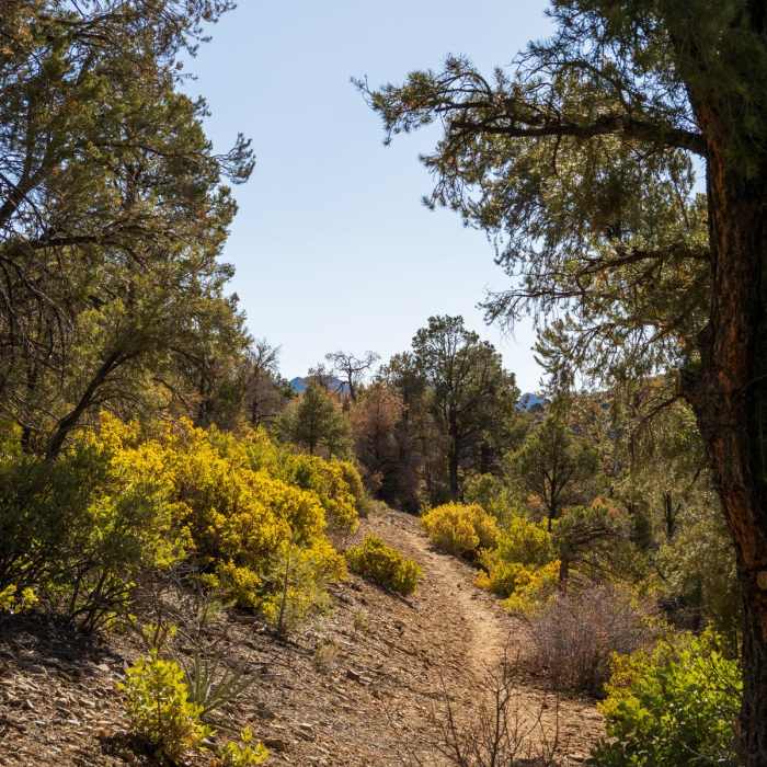 Near Lovell Canyon Trail