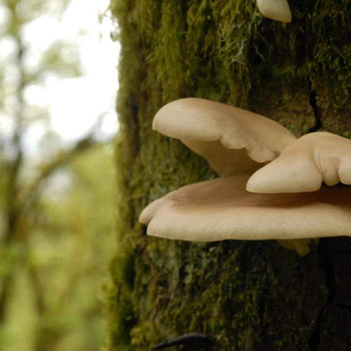 Near Wild Cherry Trail Loop