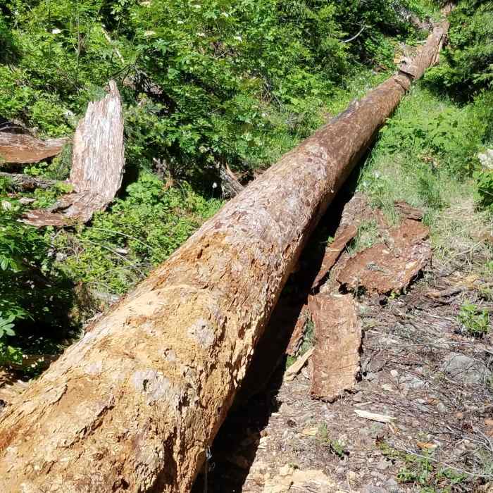 Near Lone Pilot Loop