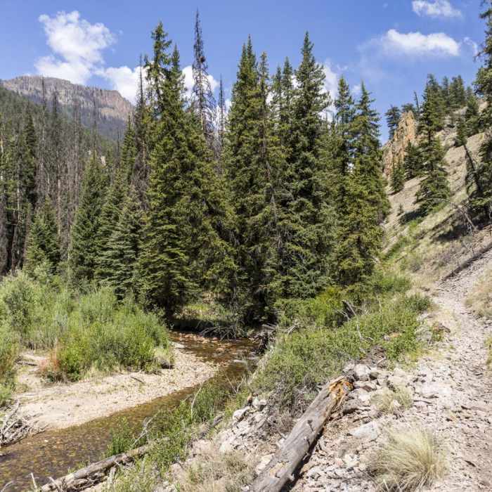 Near Miners Creek Trail