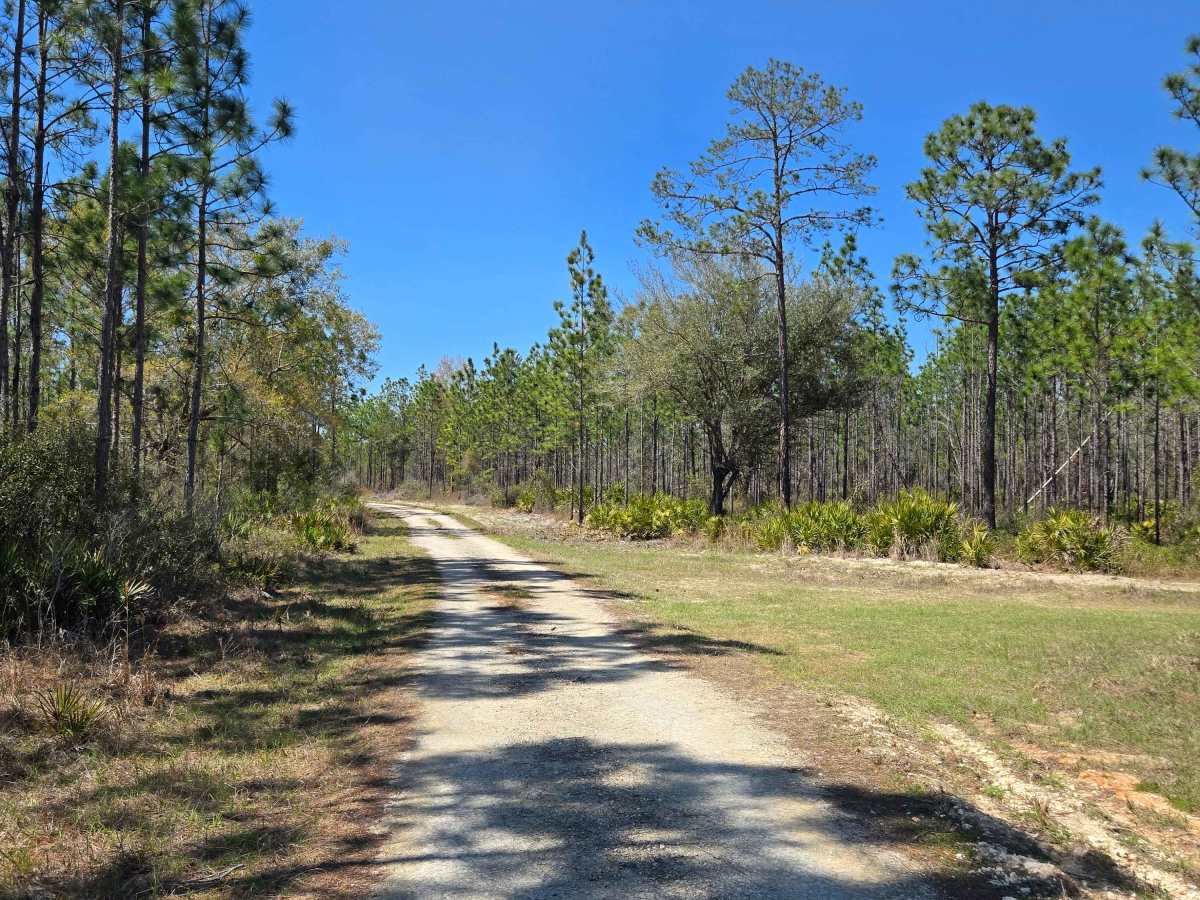 Firebreak Road photo 2