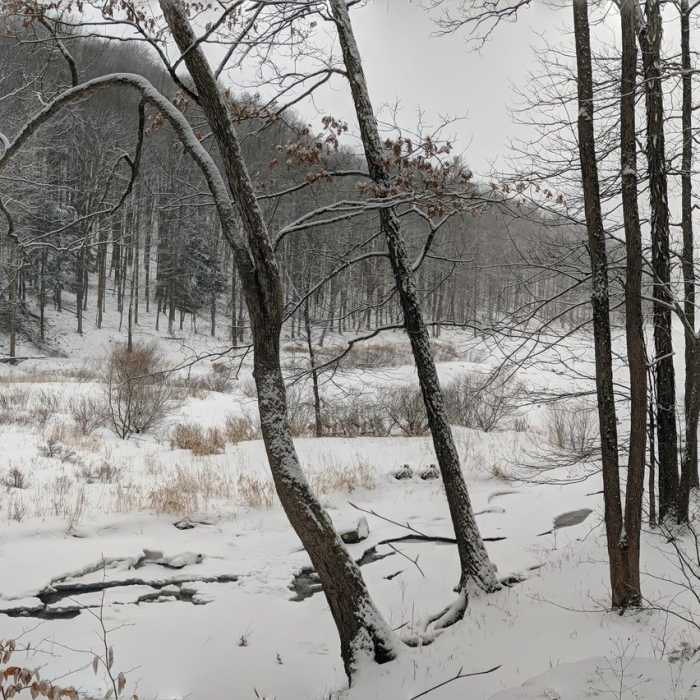 Near North Country Trail (Allegheny National Forest Section)