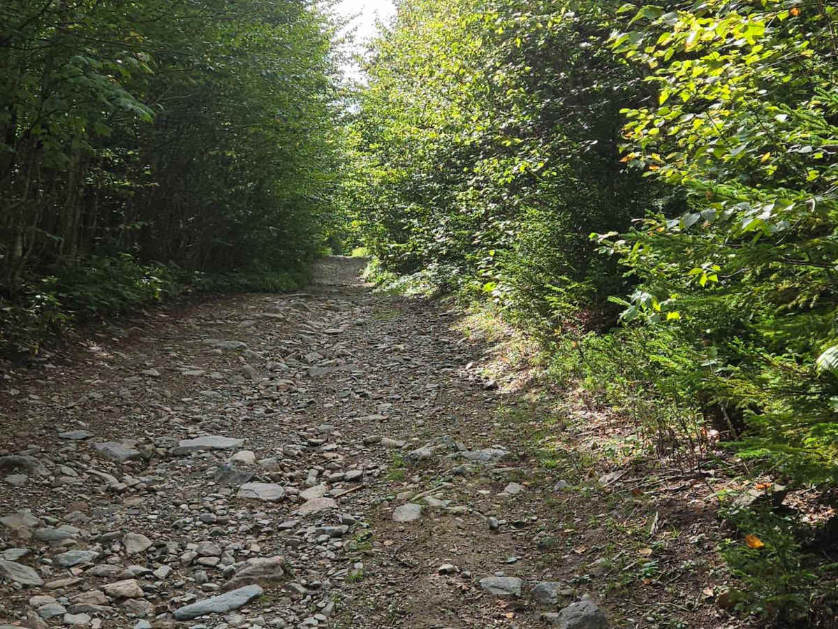 Rat Tail Brook Trail photo 5