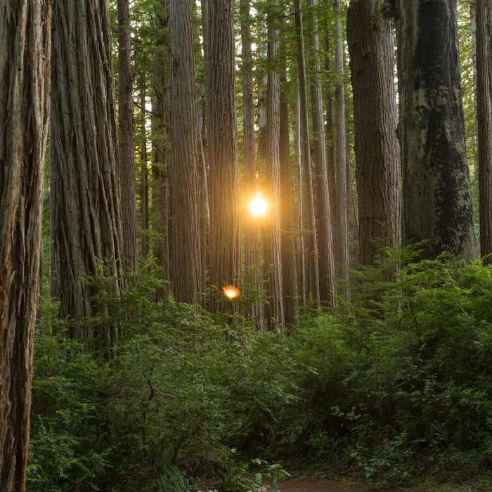 Near Miner's Ridge Trail, Prairie Creek to Gold Bluffs Beach
