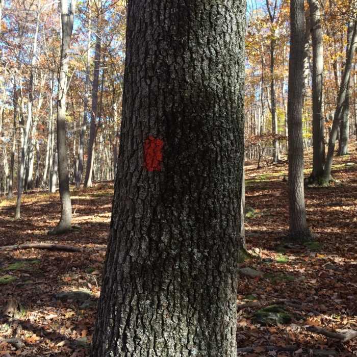 Red blazes of this section of trail. Near Blue Ridge Summit Trail