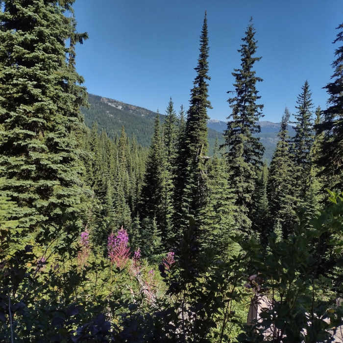 Purple fireweed among the conifers. Views of mountains near and far, as Bottleneck Lake Trail climbs higher. Near Bottleneck Lake Out-and-Back