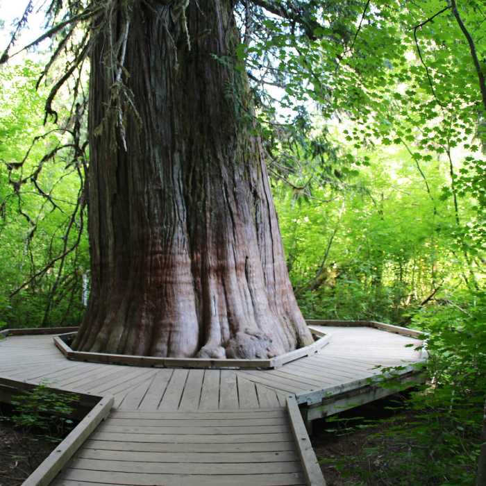 Around the Douglas Fir Near Grove of the Patriarchs