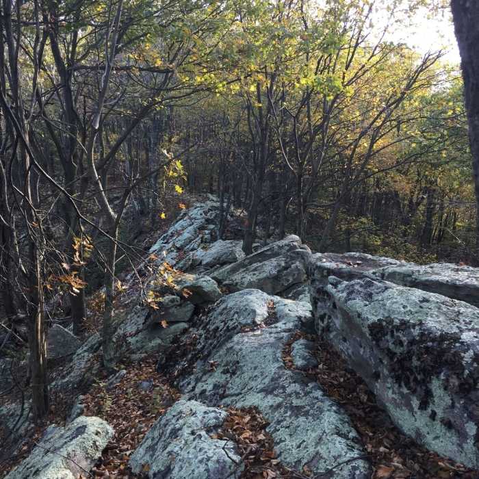 Near Everett MST Loop