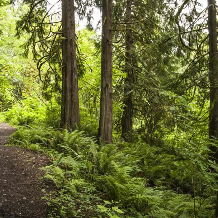 Near John MacDonald Nature Loop Trail