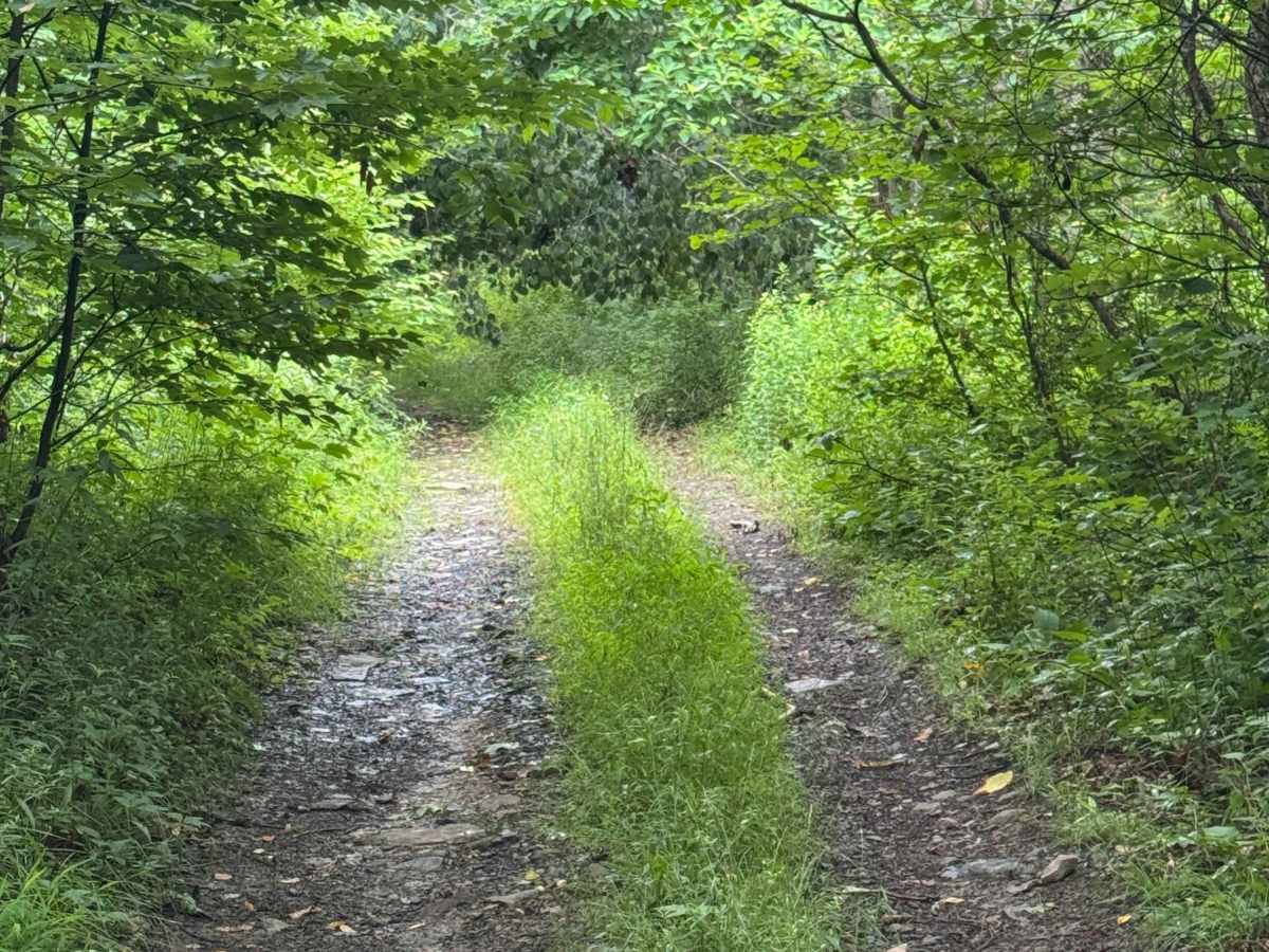 Trail 65 photo 3