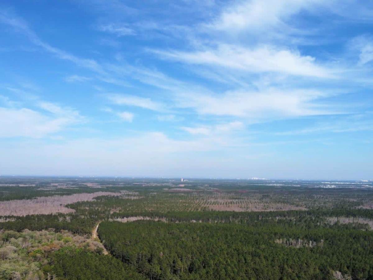 Danny Hole at Tiger Bay State Forest photo 2