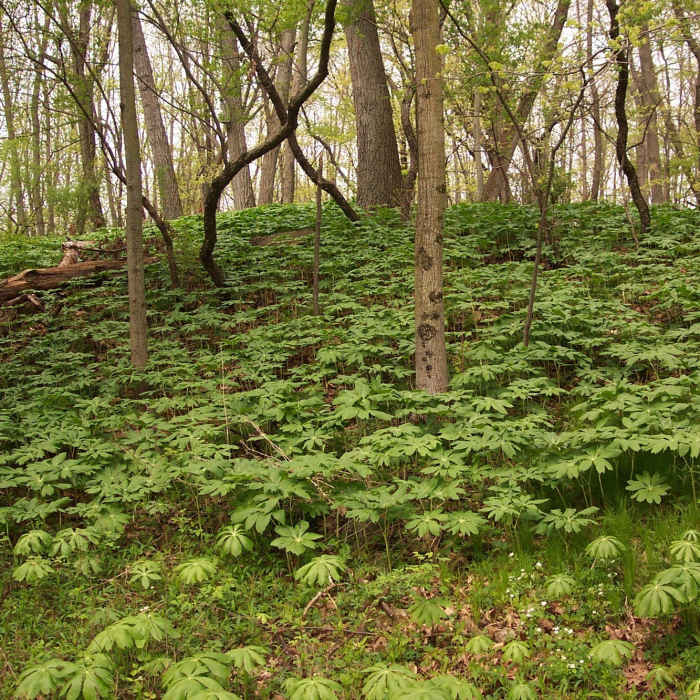 Near Lake Defiance Trail