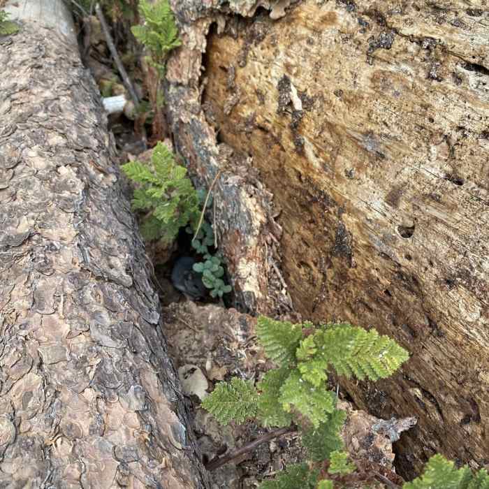 Near Lewis Creek Trail