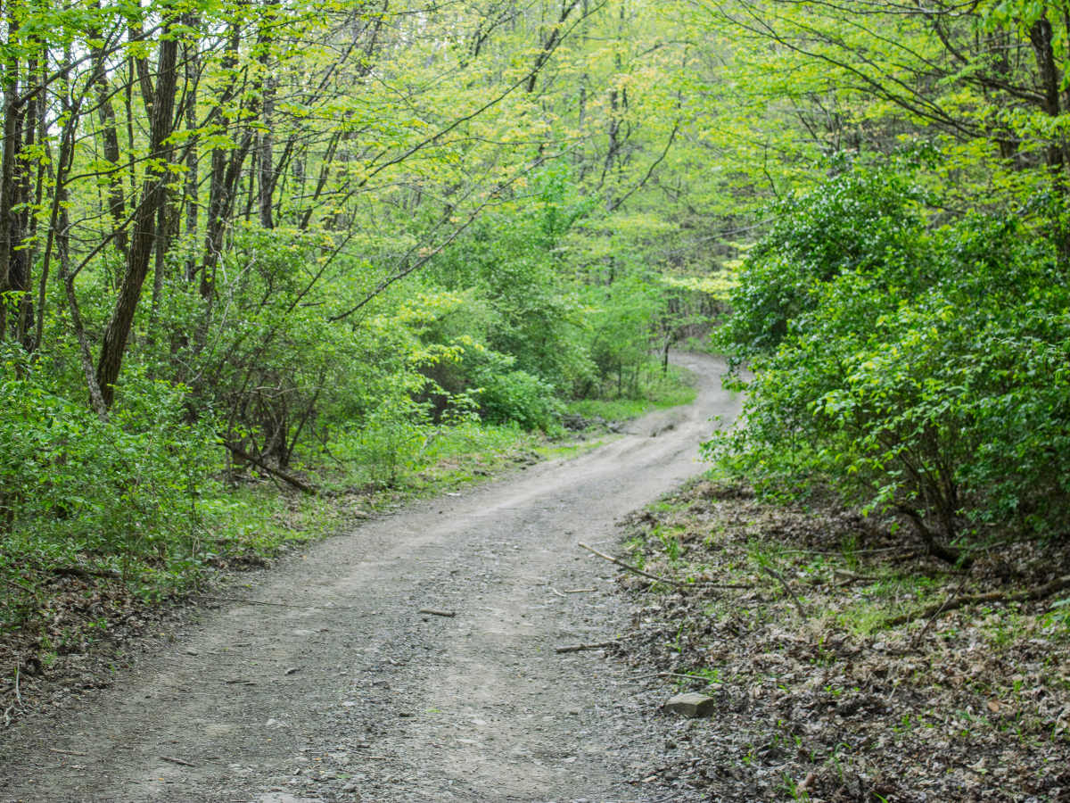 SWG 36  trail photo