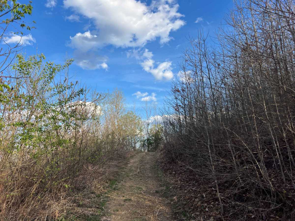 Q39A trail photo