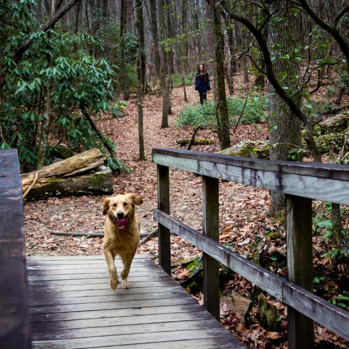 Near Yellow Branch Falls