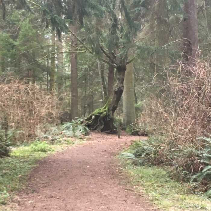 Near Old Campground Loop Connector