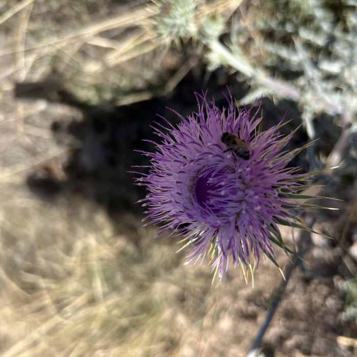 Near Molino Basin Trail #11