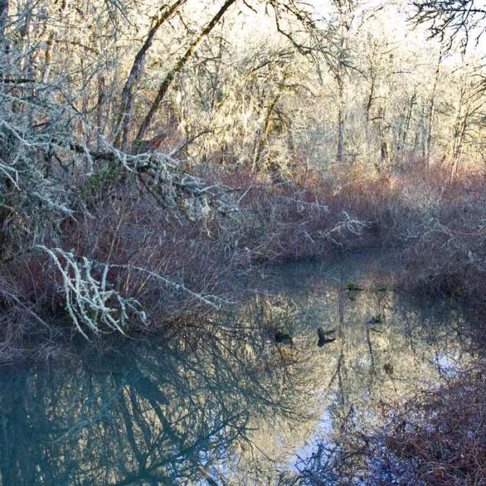Near Mount Pisgah Arboretum Hike