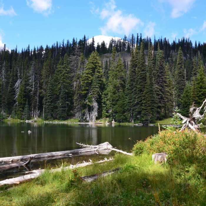 Near Bird Creek Meadows