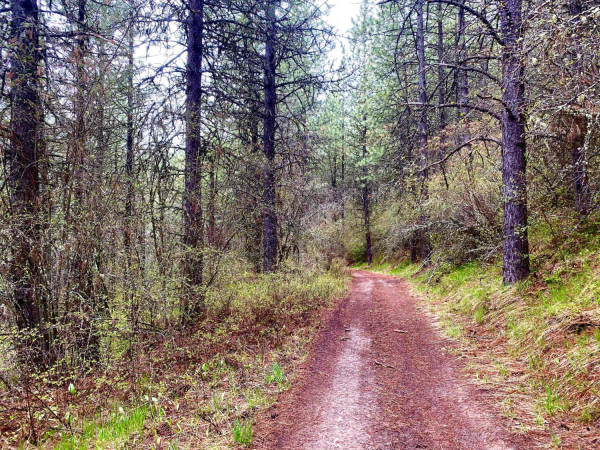 Waterhole Creek photo 3