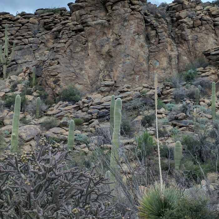Near Wild Burro Trail